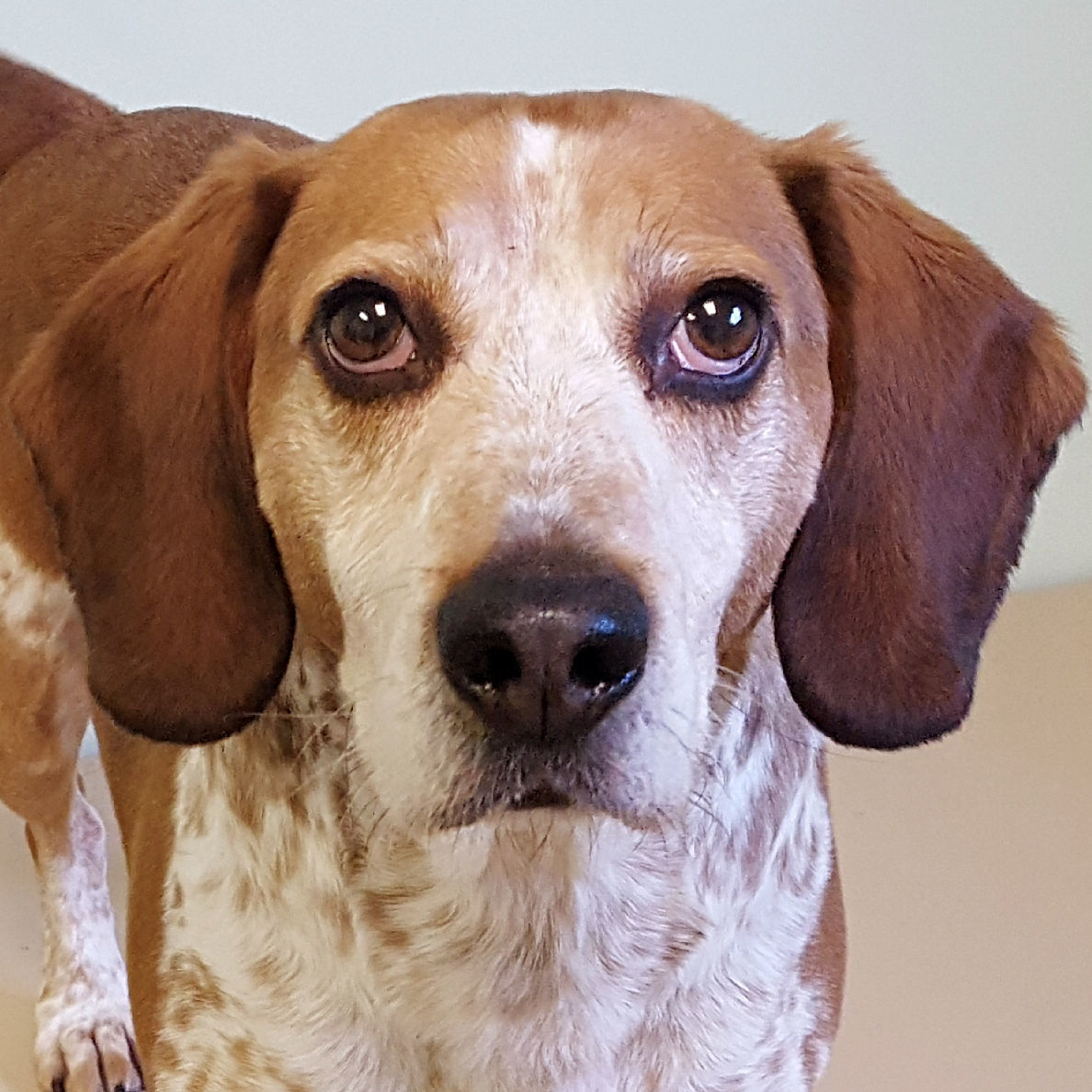 Bandit - Wish Bone Canine Rescue